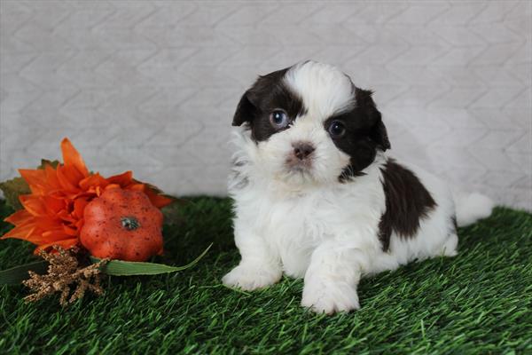 Shih Tzu (M) 5586 Image #2