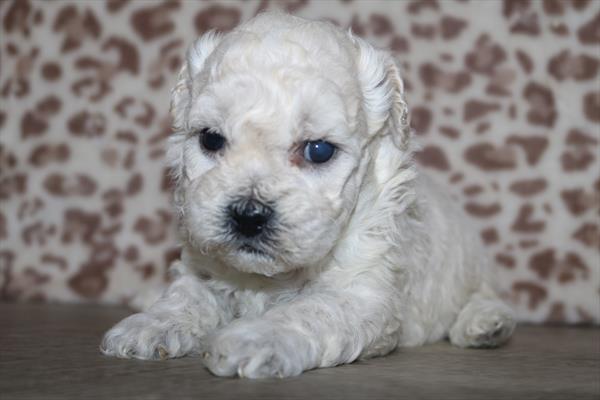 Daisy Dog (M) 5602 Image #1