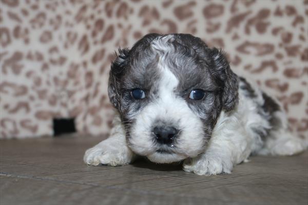 Daisy Dog (M) 2150 Image #2