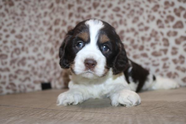 Cocker Spaniel (M) 2149 Image #2