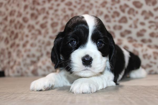 Cocker Spaniel (M) 2148 Image #2