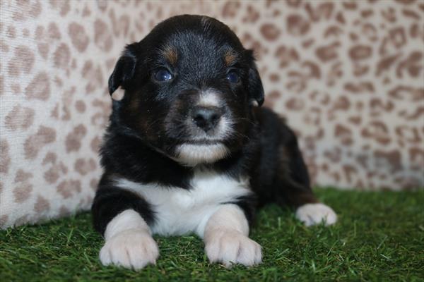 Miniature Australian Shepherd (M-N) 5612 Image #2