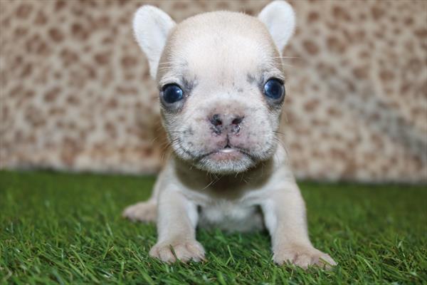 French Bulldog (F) 2168 Image #1