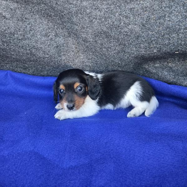 Dachshund (M) 5608 Image #1