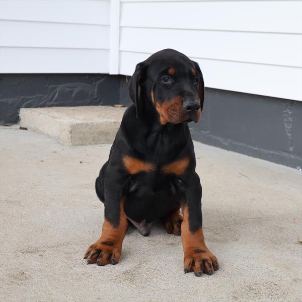 Doberman Pinscher (M) 5596 Image #2