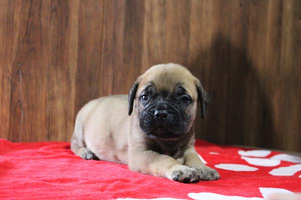 Bullmastiff (M) 5626 Image #2