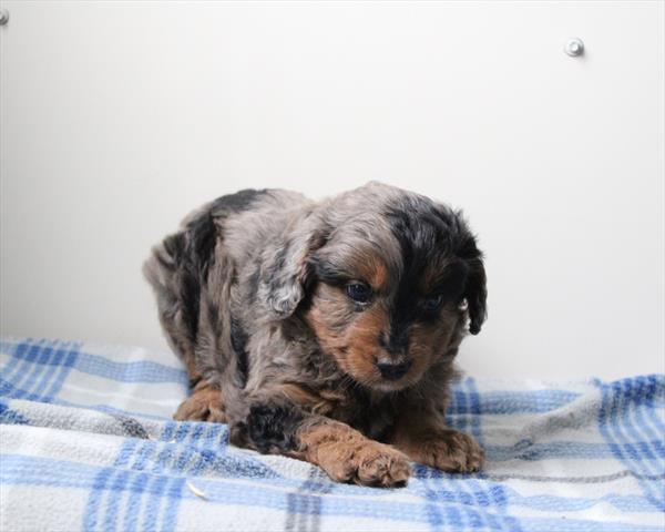 Aussiedoodle Mini (M) 2162 Image #1