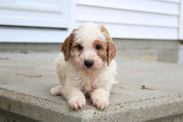 Goldendoodle Mini (M) 5597 Image #2