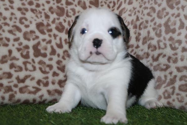 Mini Bullies (M) 5613 Image #2