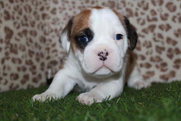 Mini Bullies (M) 5614 Image #2