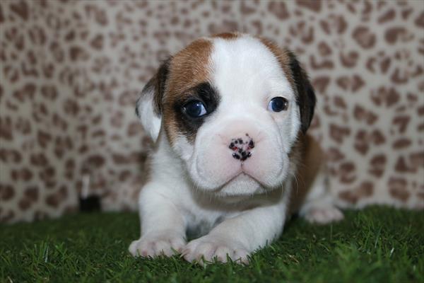 Mini Bullies (M) 2167 Image #1