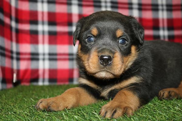 Rottweiler (F) 2166 Image #2