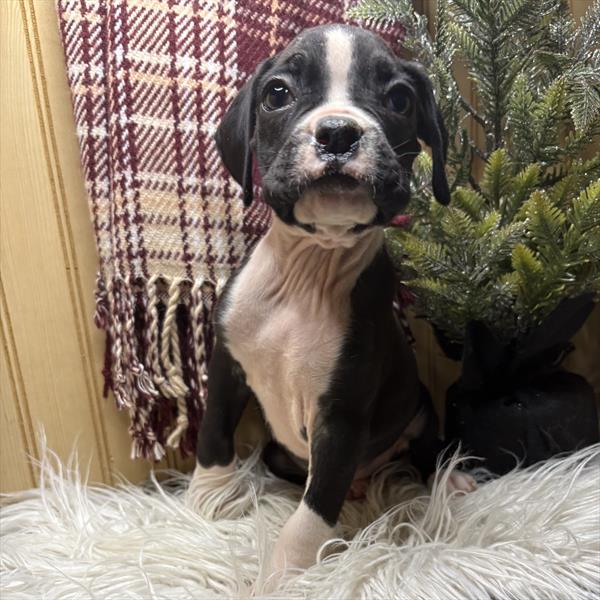 Boxer (M) 5576 Image #1