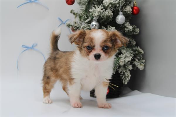 Chihuahua (M) 5594 Image #2