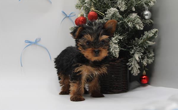 Yorkshire Terrier (F) 5583 Image #2
