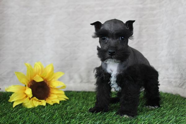 Miniature Schnauzer (F) 2139 Image #2