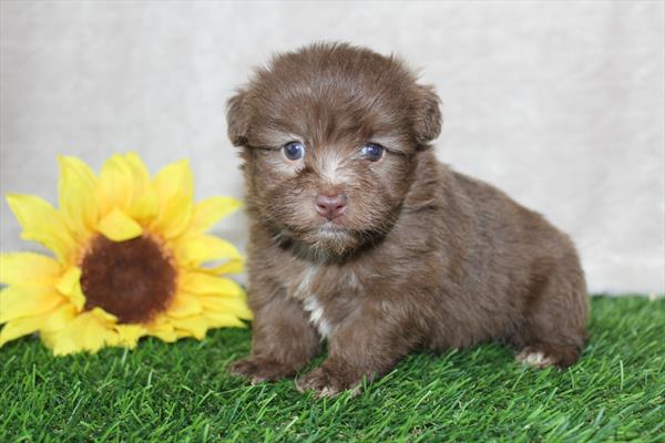 Pomeranian/Havanese (F) 2174 Image #2