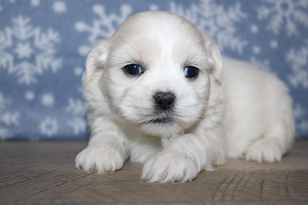 Shih Tzu (M) 5607 Image #2