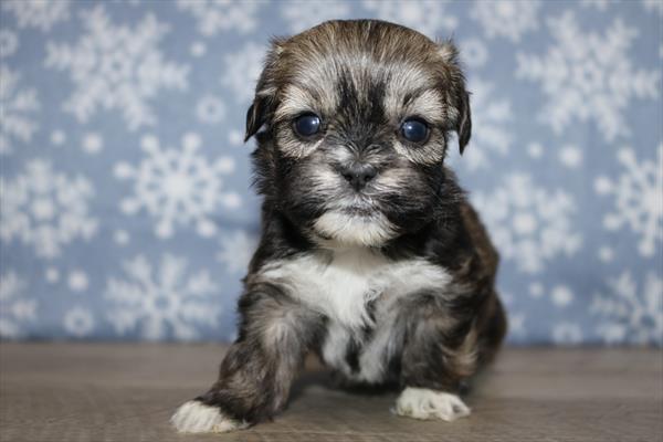 Shih Tzu (F) 5619 Image #2