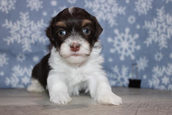 Havanese (M) 2173 Image #2