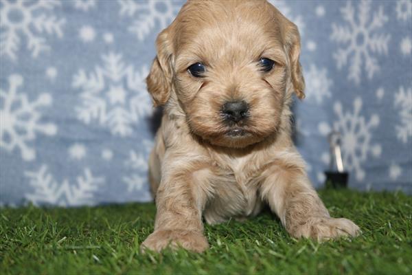 Cock A Poo (F) 5621 Image #2