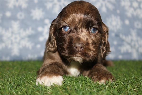Cocker Spaniel (F) 2186 Image #2