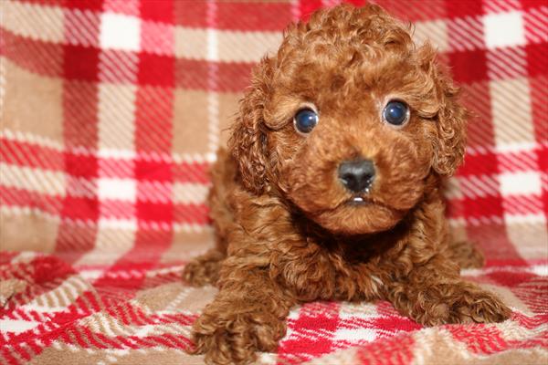 Poodle (F) 2171 Image #2