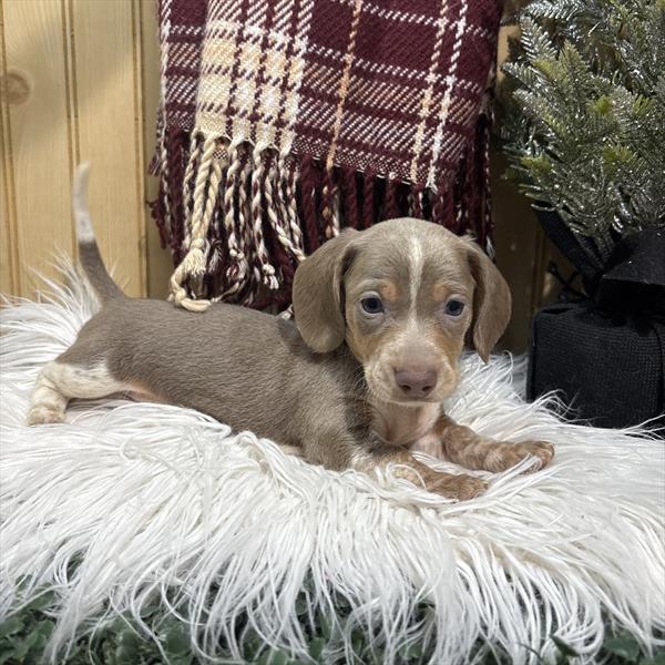 Dachshund (M) 2157 Image #2