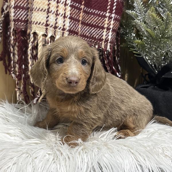 Dachshund (F) 5595 Image #2