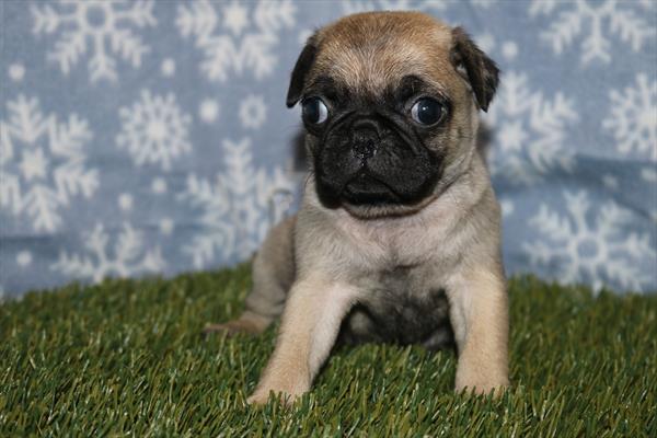 Pug (F) 5620 Image #2