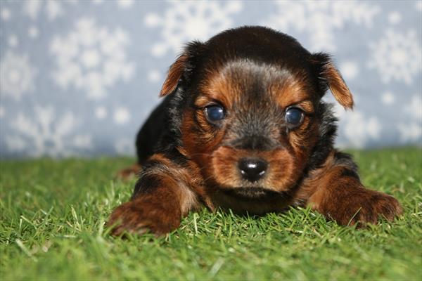 Yorkshire Terrier (M) 2185 Image #2