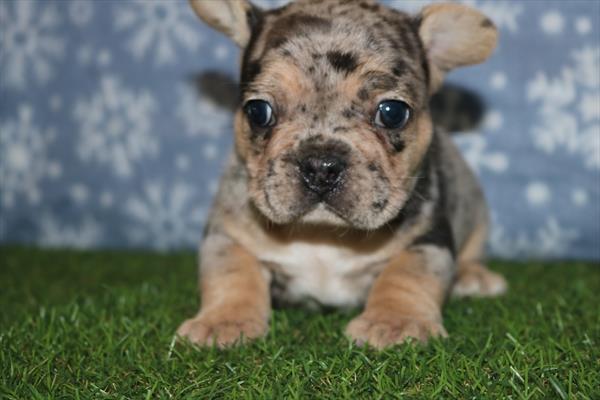 French Bulldog (M) 2183 Image #2