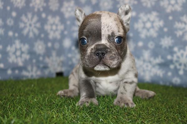 French Bulldog (M) 5617 Image #2