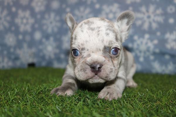 French Bulldog (F) 2184 Image #2