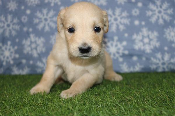 Golden Retriever (F) 2176 Image #2