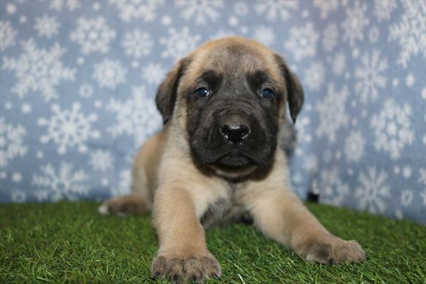 Mastiff (M) 2175 Image #2