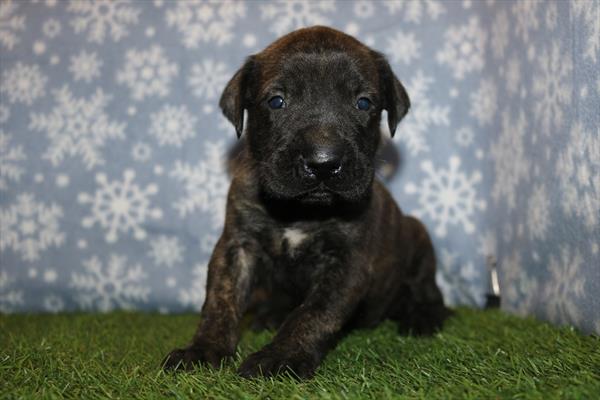 Mastiff (M) 5631 Image #2