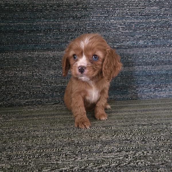 Cockalier (M) 5577 Image #1