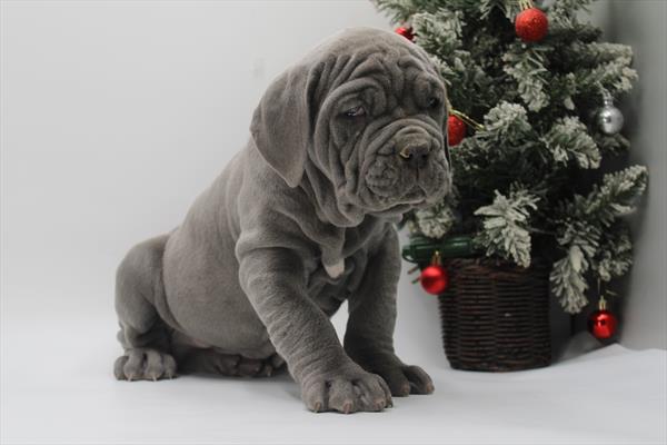 Neapolitan Mastiff (M) 5579 Image #2