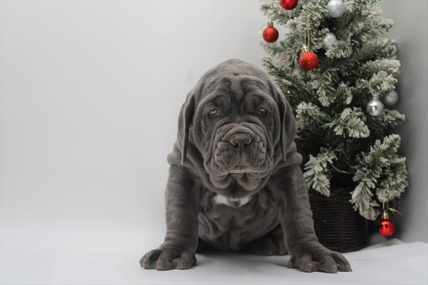 Neapolitan Mastiff (F) 2140 Image #2