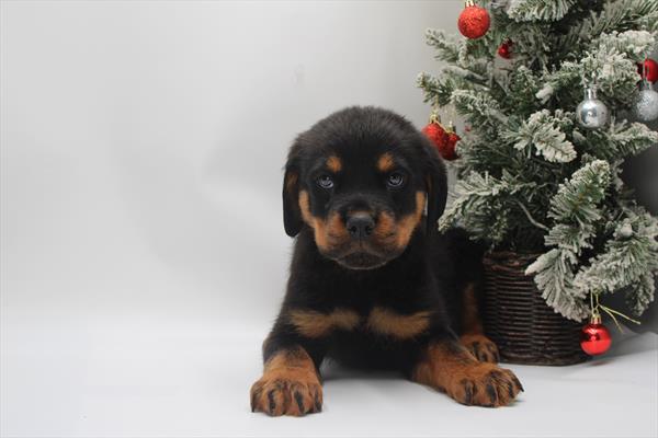 Rottweiler (M) 5582 Image #2