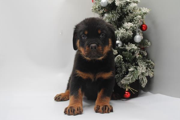 Rottweiler (M) 2142 Image #2