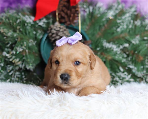 Golden Retriever (F) 5656 Image #2