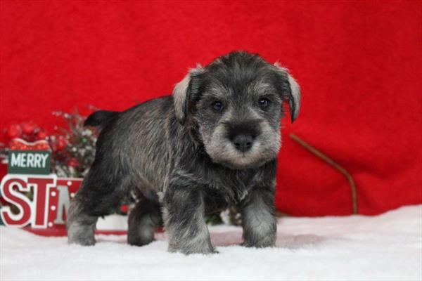 Miniature Schnauzer (M) 5606 Image #2