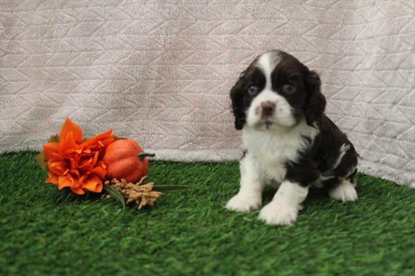 Cocker Spaniel (F) 5624 Image #2