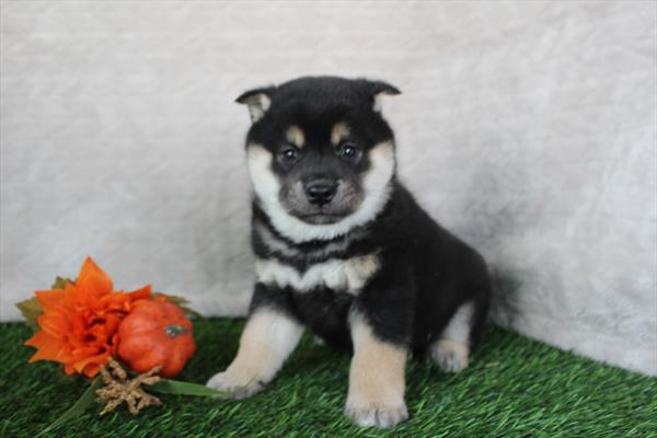 Shiba Inu (M) 2187 Image #2