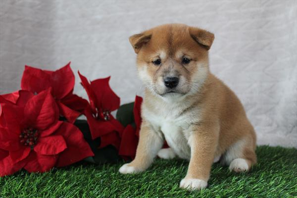 Shiba Inu (F) 5623 Image #2