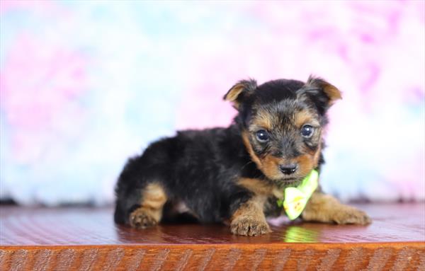 Yorkshire Terrier (M) 2179 Image #2