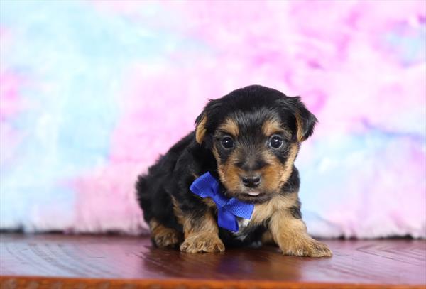 Yorkshire Terrier (M) 5630 Image #2