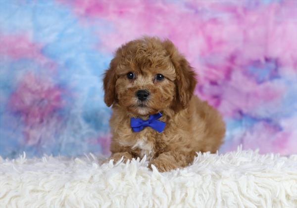 Cavapoo F1B (M) 2152 Image #2